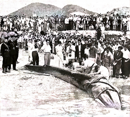 Image 12: Using a high tide the next day, the whale was beached in front of the Government Fisheries Division’s Headquarters in Aberdeen where it was measured and dissected by HKU scientists.
(Photo credit: Spectrum, No. 4, May 1955)